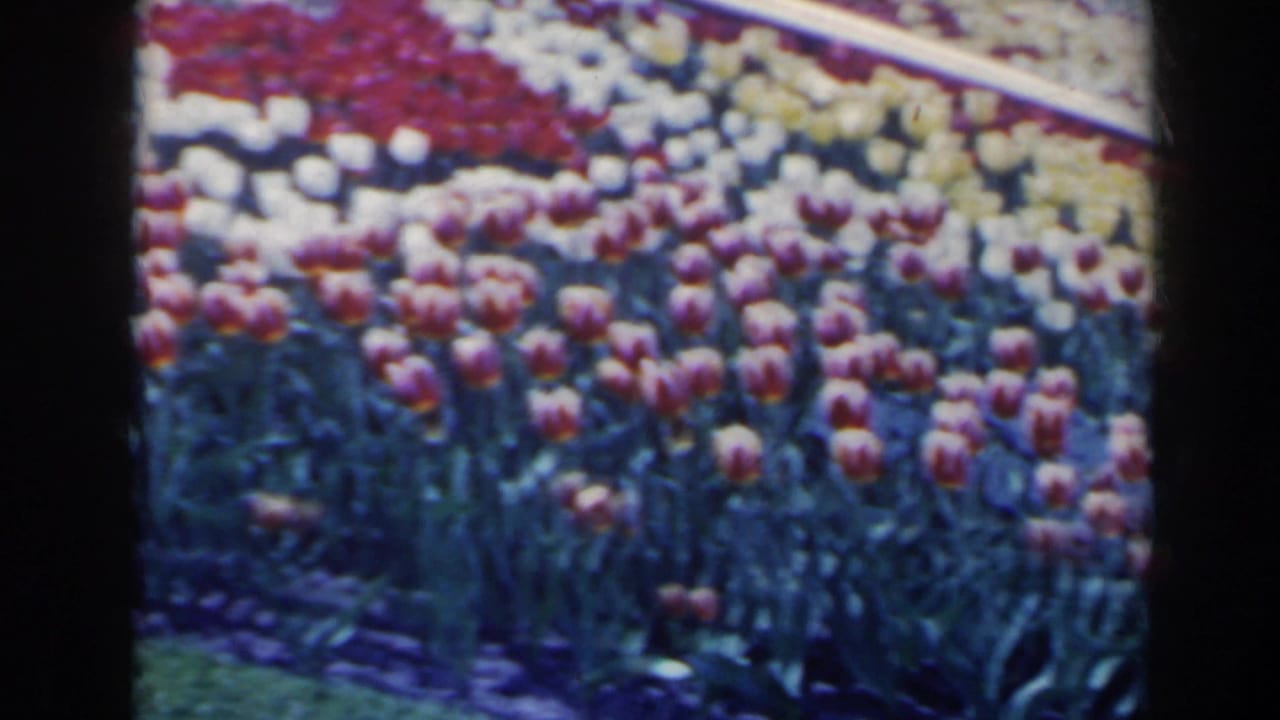Rows of tulips in red, yellow, and white forming a patterned floral display.