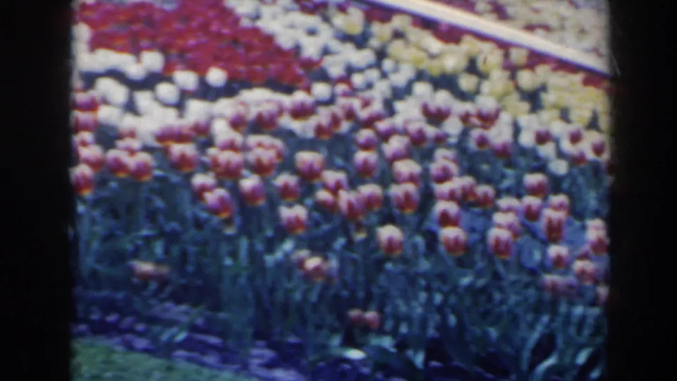 Patterned tulip plantings fill the frame in this 1963 Niagara Falls Floral Clock home-movie shot.