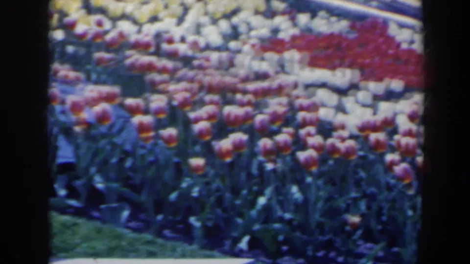 Close 8mm view of colorful tulip beds at the Ontario Hydro Floral Clock area, Niagara Falls, Canada, in 1963.