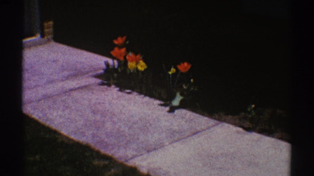 Red and yellow flowers beside a cement path in a shadowed garden bed.