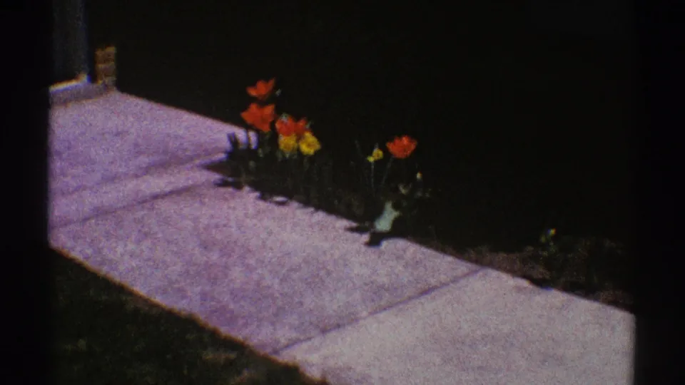 1969 Clarendon Hills 8mm frame showing red tulips and yellow daffodils along a cement pathway in dark soil.