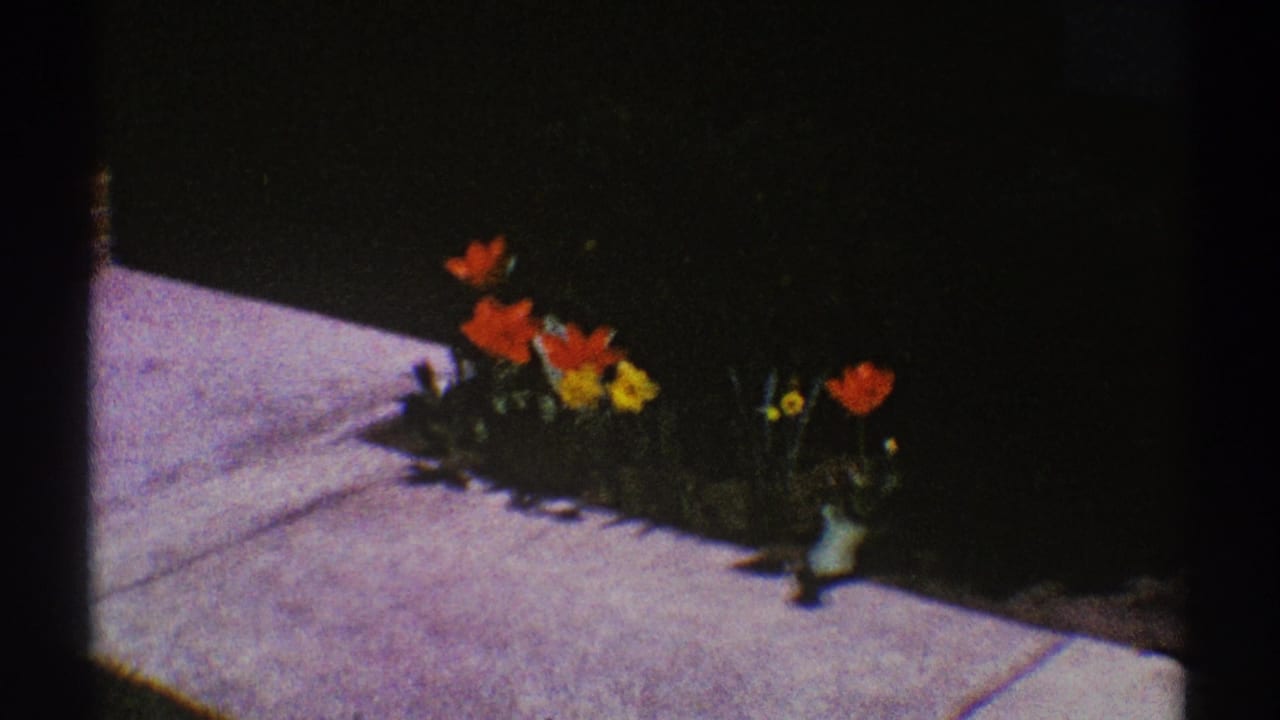 1969 Clarendon Hills home-movie frame with red and yellow spring flowers bordering a pale cement walkway.