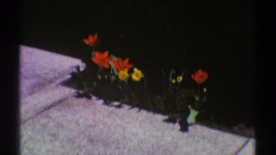 Clarendon Hills 1969 8mm still with red tulips, yellow daffodils, and leaves beside a cement path.