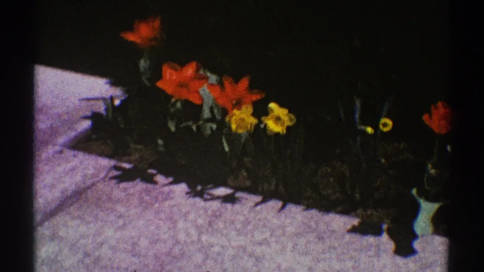 Late-1960s Clarendon Hills garden frame showing red blooms and yellow daffodils at the edge of a concrete walkway.