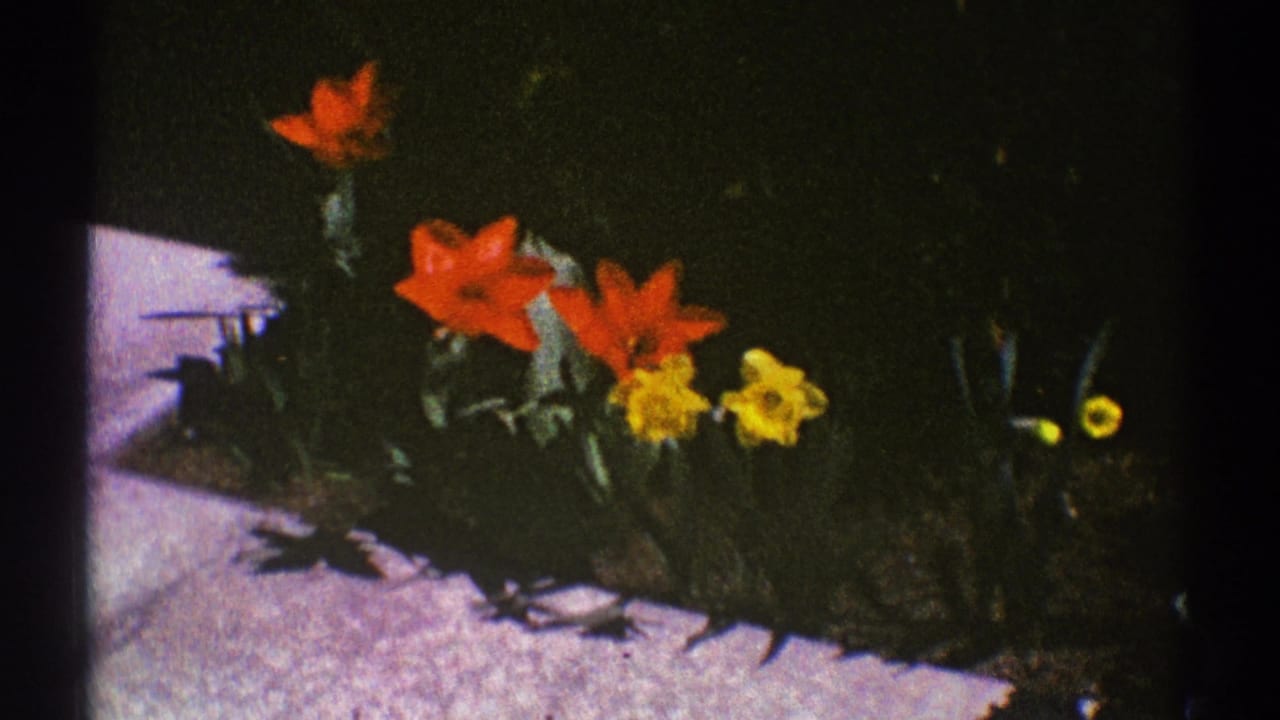 Red tulips and yellow daffodils blooming beside a pale garden border.