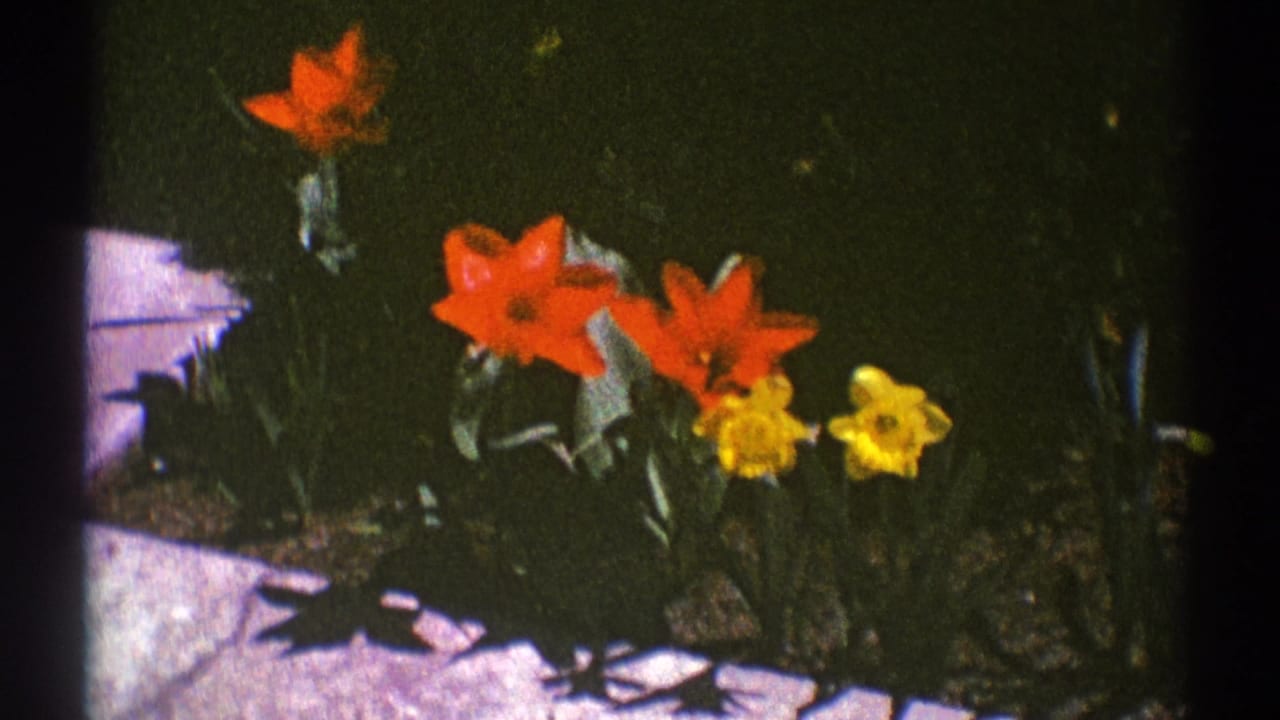 Cluster of red tulips and yellow daffodils in a garden bed.