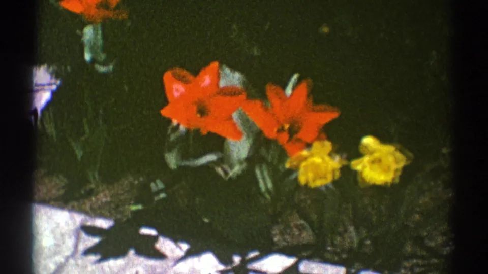1969 Clarendon Hills 8mm frame with a closer view of red tulips and yellow daffodils against dark garden foliage.