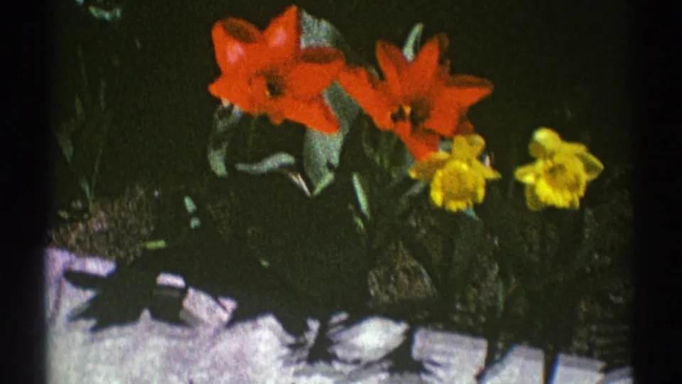 1969 Clarendon Hills home-movie frame showing red tulips and yellow daffodils with strong shadows and 8mm film texture.