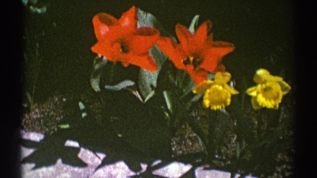 Red tulips and yellow daffodils growing against dark green garden foliage.