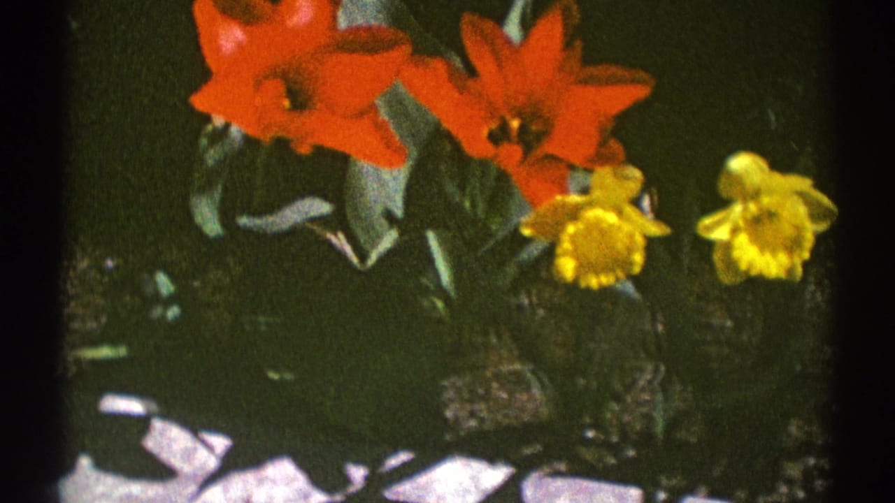 Close-up of red tulips and yellow daffodils with green leaves behind them.