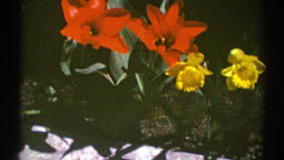 Clarendon Hills 1969 garden close-up with red tulip blooms and yellow daffodils on 8mm film.