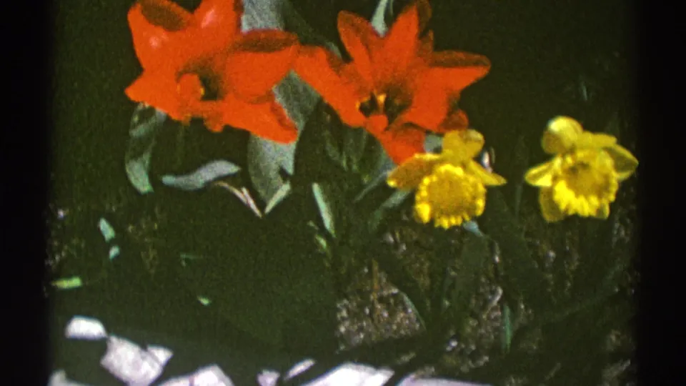 1969 8mm frame showing red tulips and yellow daffodils in a Clarendon Hills garden bed.
