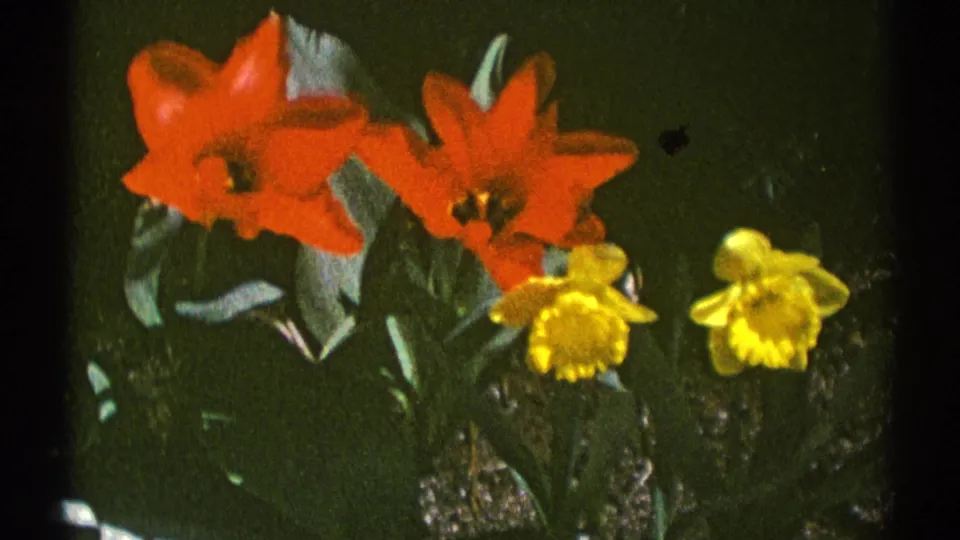 Final 1969 8mm still from Clarendon Hills with red tulips, yellow daffodils, and dark garden greenery.