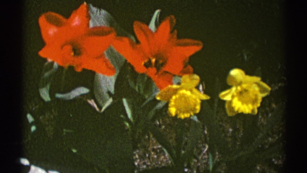 Red tulips and yellow daffodils in a dark garden bed.