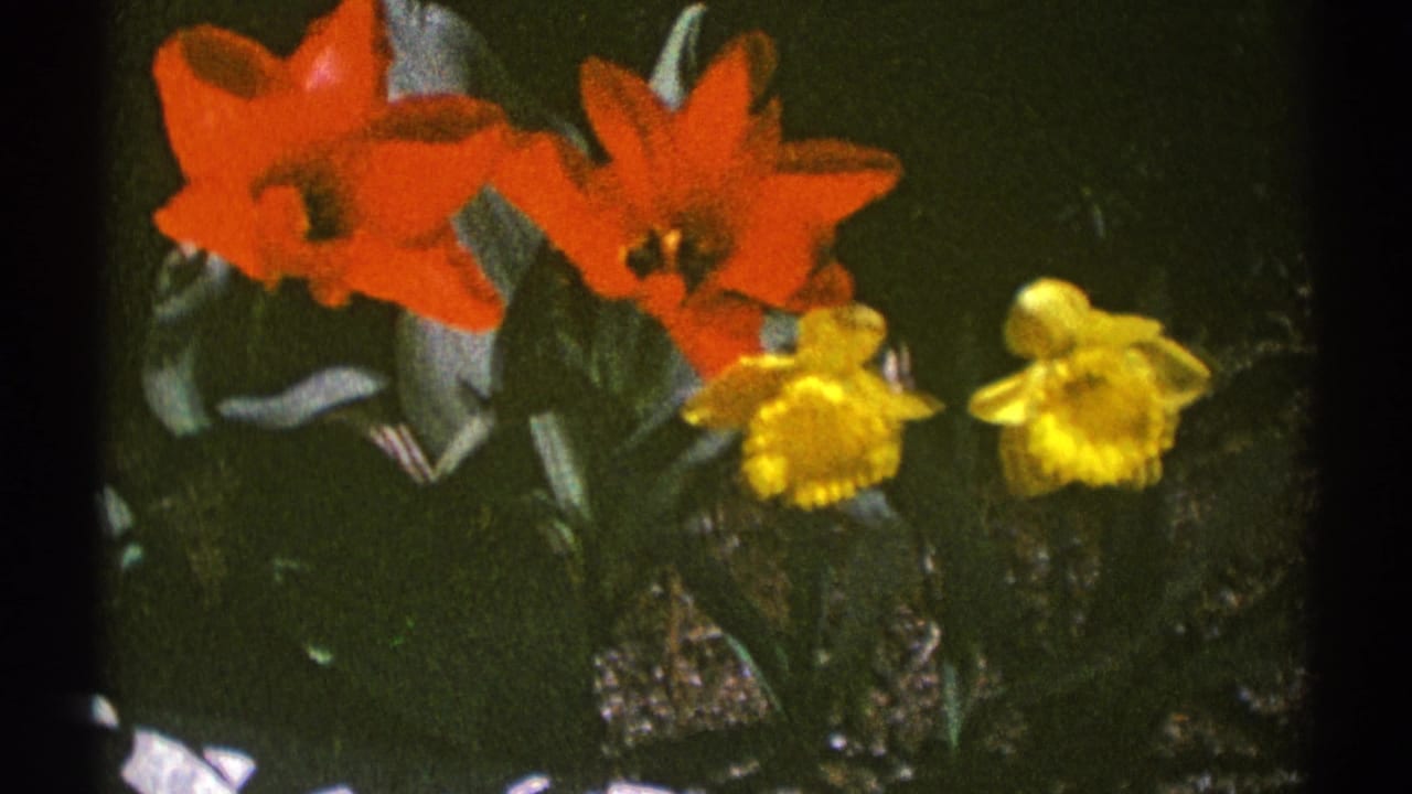 Red and yellow flowers against dark foliage.