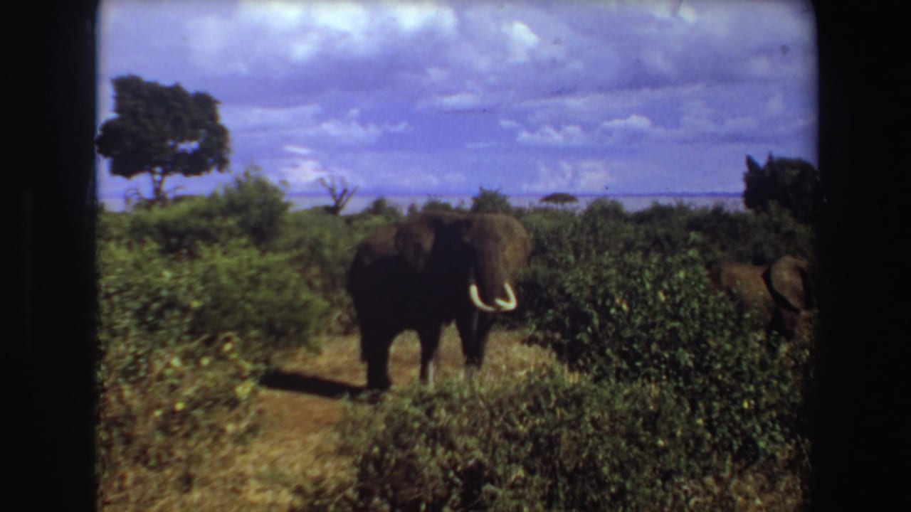 1969 Angola 8mm frame showing a tusked elephant in low green brush with scattered trees and a broad cloudy sky.