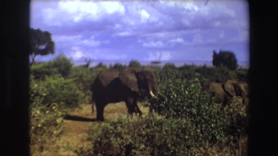 1969 Angola 8mm frame of an elephant moving through savanna shrubs, with another elephant partly visible at the frame edge.