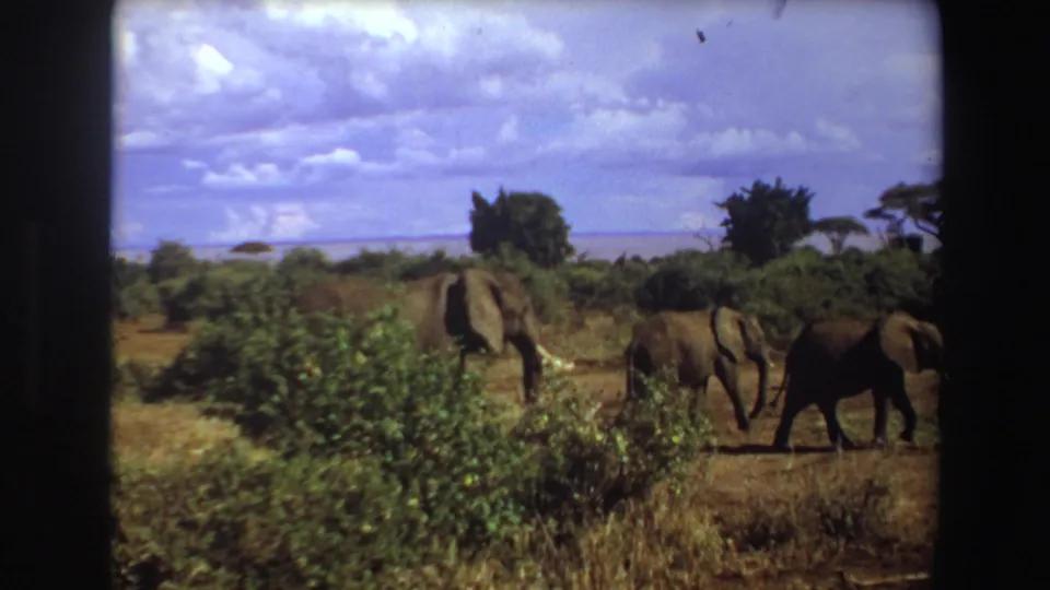 1969 Angola 8mm frame showing a small elephant group crossing dry savanna ground beside green brush and distant trees.