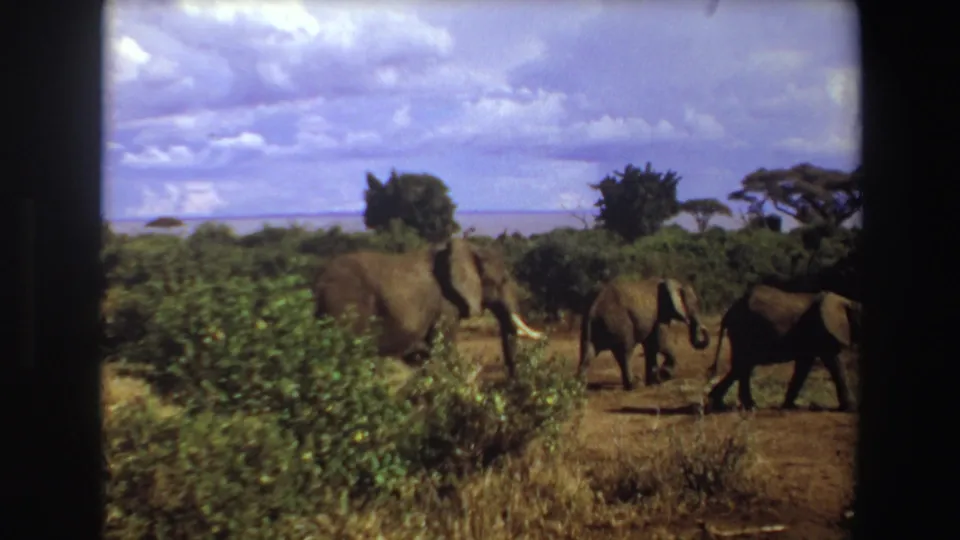 1969 Angola 8mm frame of elephants walking through open scrubland, with acacia-like trees and a pale horizon beyond.