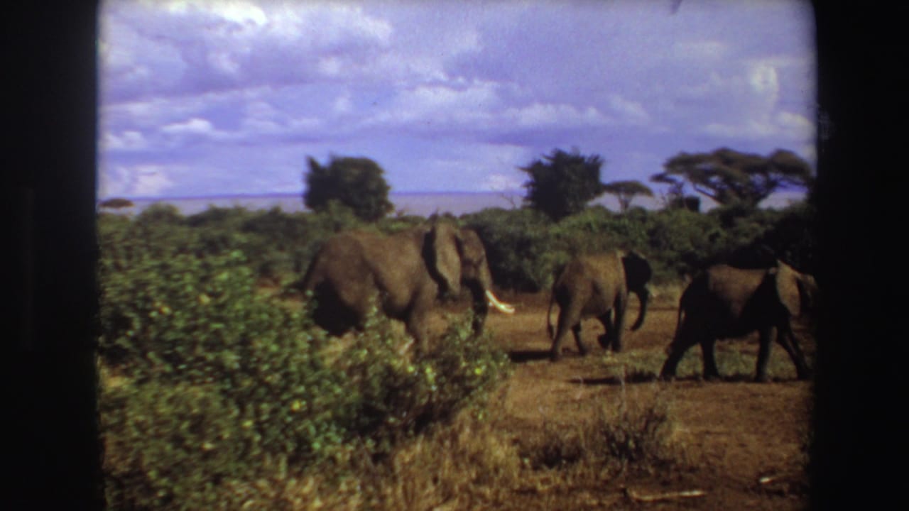 Small group of elephants walking through dry savannah with shrubs and trees in the distance.