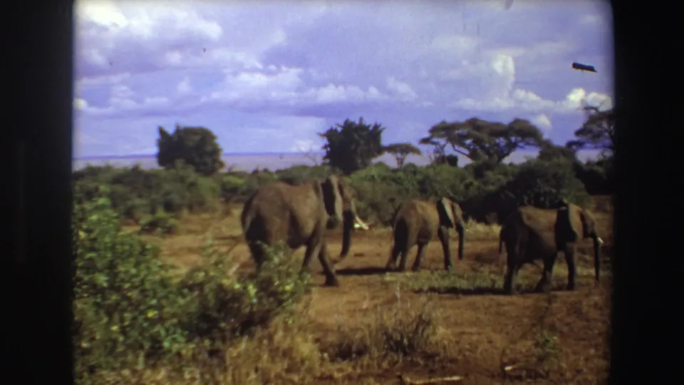 1969 Angola home-movie frame with elephants crossing a dry clearing, shrubs in the foreground, and acacia-like trees beyond.