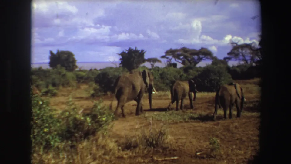 1969 Angola 8mm still showing elephants from behind as they walk away through scrubland and dry grass.