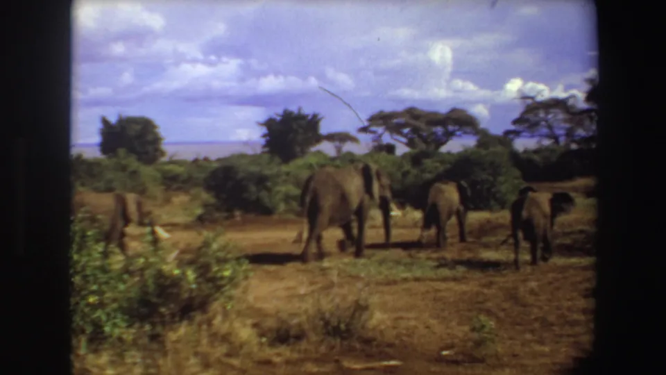 1969 Angola 8mm frame with elephants dispersed across a dry savannah path, framed by shrubs, trees, and visible film borders.