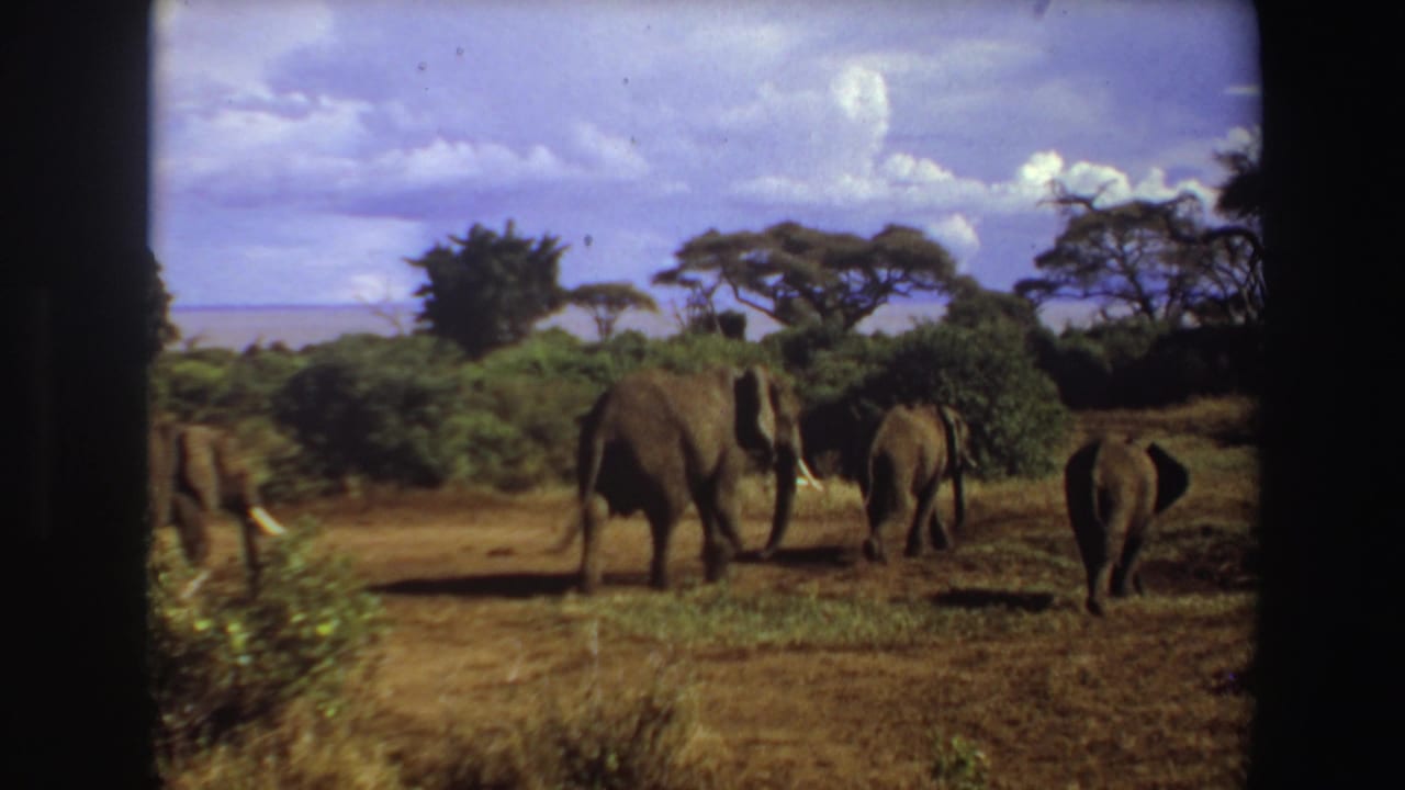 1969 Angola 8mm frame showing several elephants moving away across dry savanna grass under a blue sky with scattered clouds.