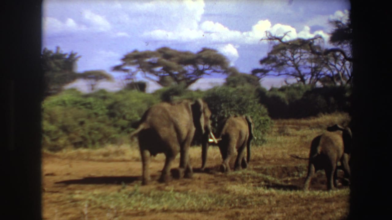 Adult elephants and a smaller elephant move across grassland near dense brush.