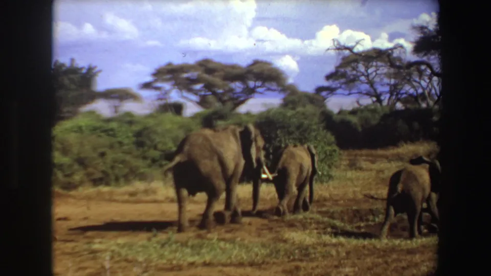 1969 Angola 8mm frame with adult elephants and a smaller elephant walking across a dry savanna area bordered by shrubs and trees.