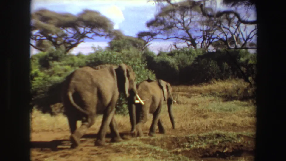 1969 Angola 8mm frame showing two elephants, including a smaller animal, walking beside brush in a savanna landscape.