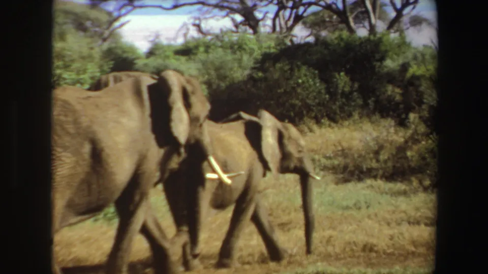 1969 Angola 8mm frame with a closer view of elephants walking through dry savanna vegetation near dense green shrubs.