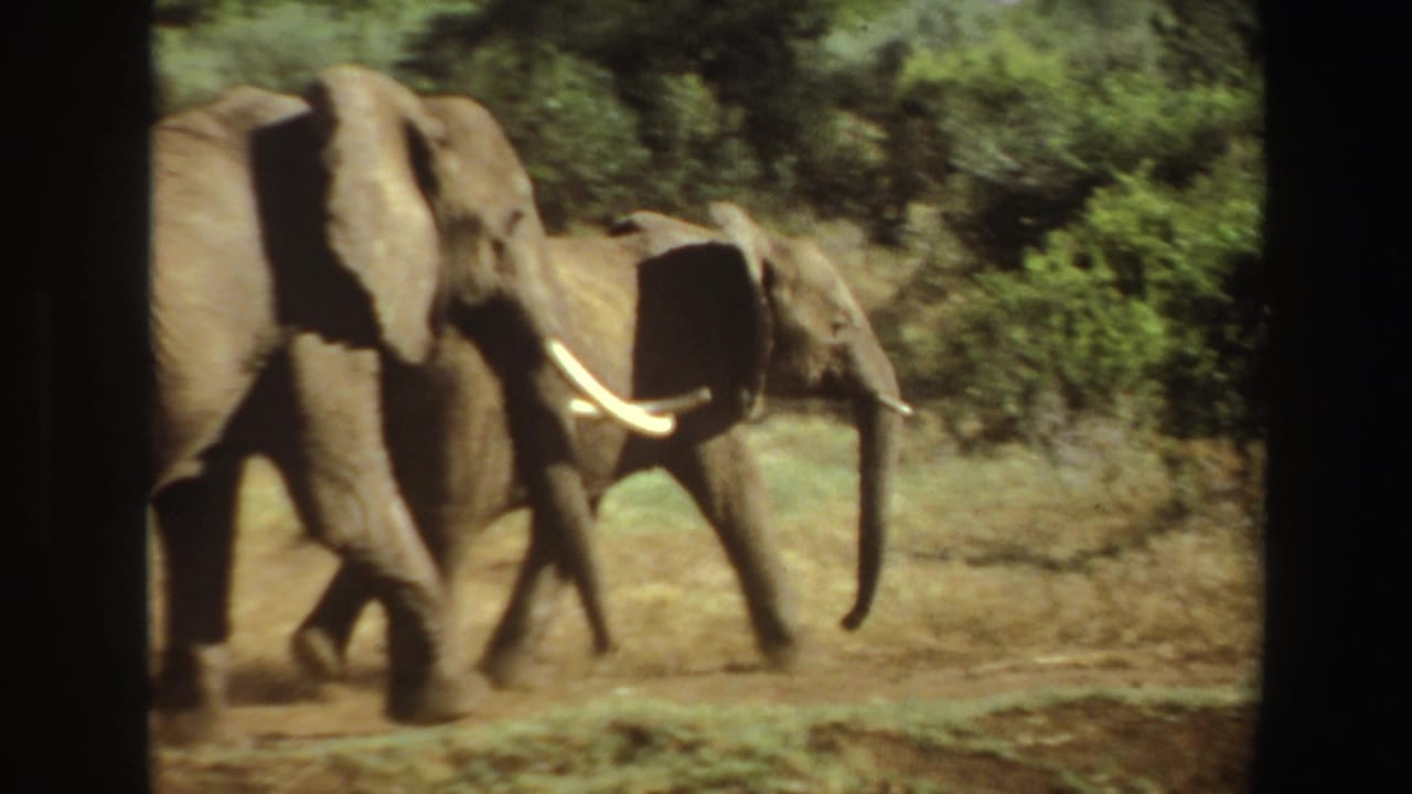 In 1969 Angola 8mm footage, two elephants move left to right across a dry field bordered by green brush.