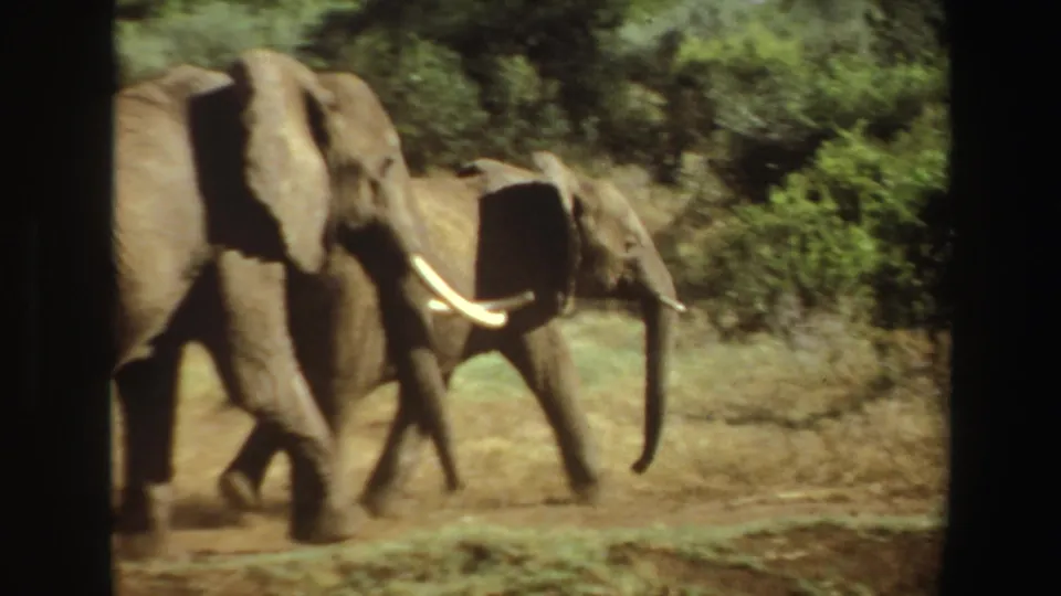 In 1969 Angola 8mm footage, two elephants move left to right across a dry field bordered by green brush.