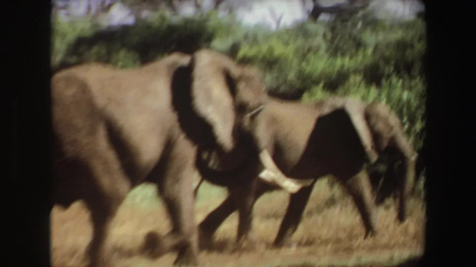 A pair of elephants moves through bright brushland in Angola, captured with soft 8mm grain and handheld blur.