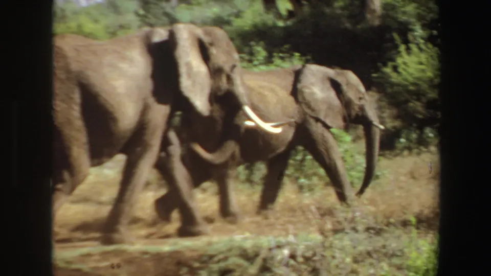 Close 8mm view of elephants in Angola walking past the camera, their tusks and trunks visible against green brush.