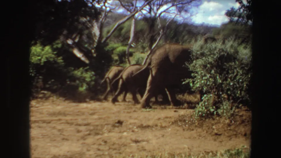A small group of elephants walks through an Angola clearing, framed by dry ground, shrubs, and bare-branched trees.