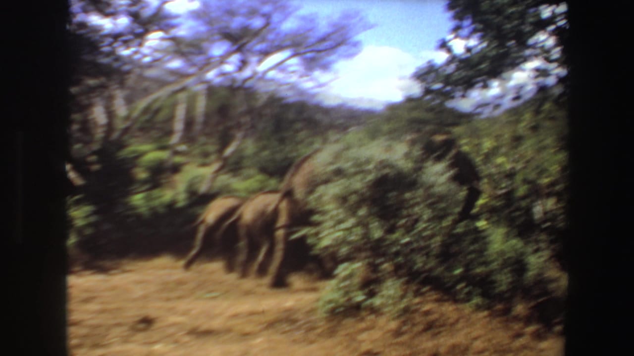 In Angola 1969 8mm footage, elephants walk through sunlit brush with trees and dry grass around them.