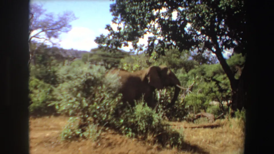 A tusked elephant appears among green shrubs and trees in Angola 1969 wildlife home-movie footage.