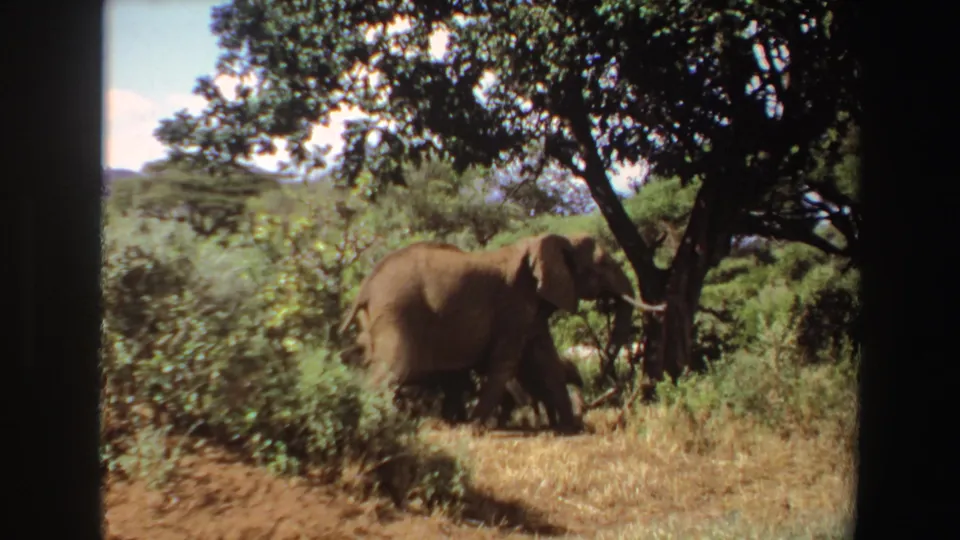 An elephant walks across dry grass and brush under a leafy tree in Angola 1969 8mm footage.