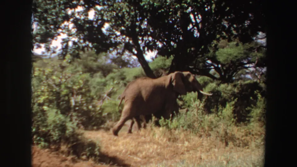 A tusked elephant walks rightward through scrub and dry grass in Angola 1969 archival 8mm footage.