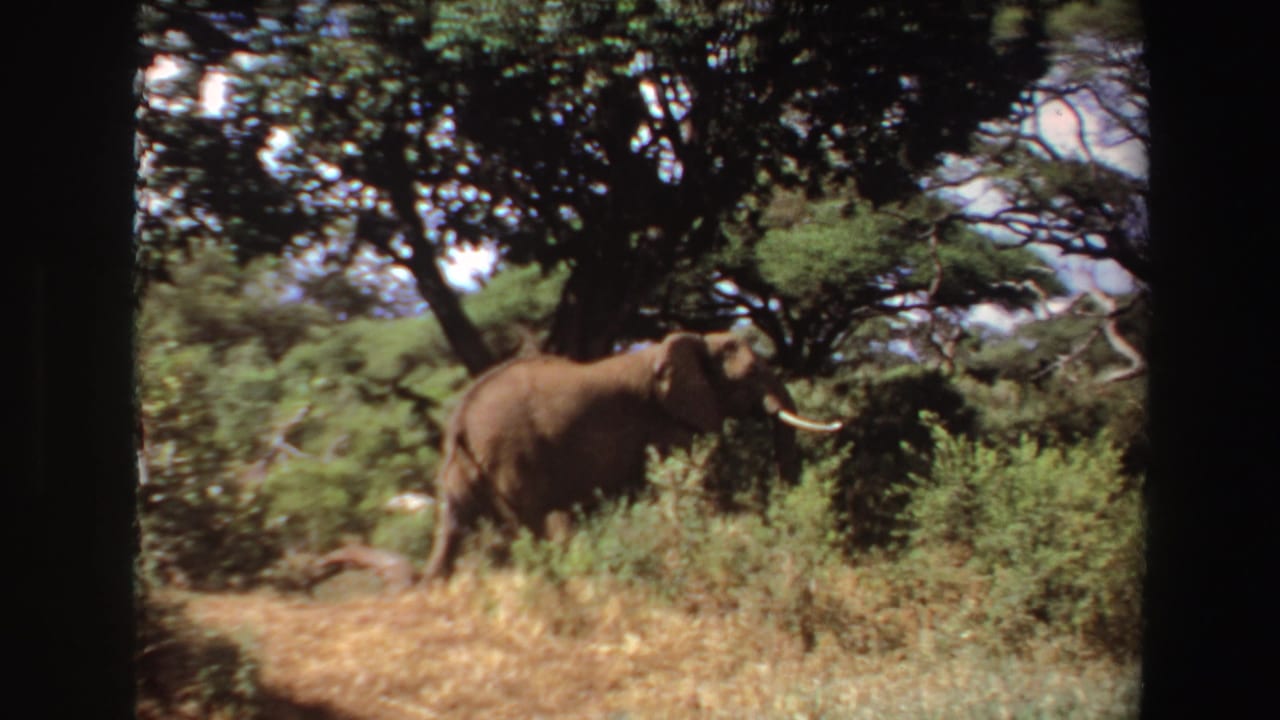 1969 Angola 8mm frame showing an elephant partly obscured by shrubs and trees in wooded savanna light.