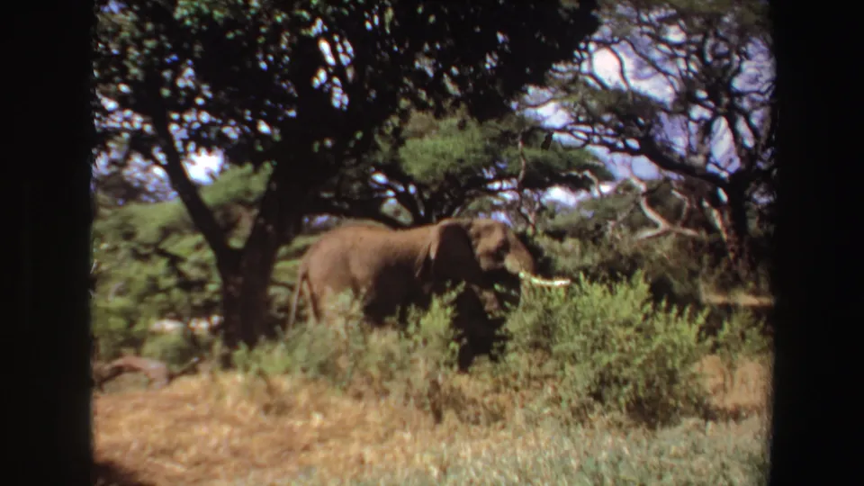1969 Angola 8mm frame with a tusked elephant moving through dense shrubs below broad tree branches.
