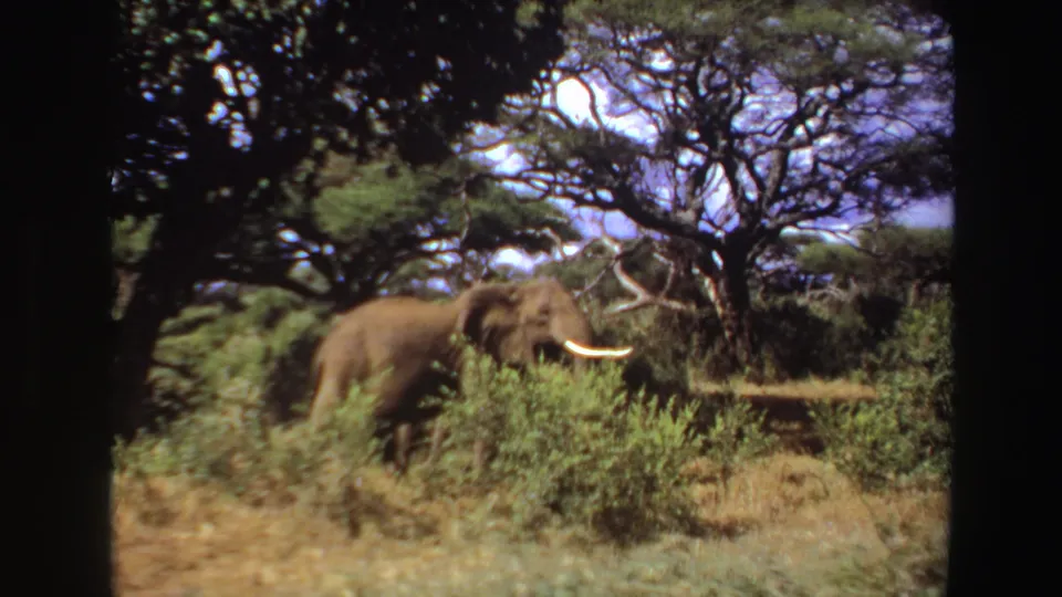 1969 Angola 8mm frame showing a tusked elephant passing behind green brush and dark tree trunks.