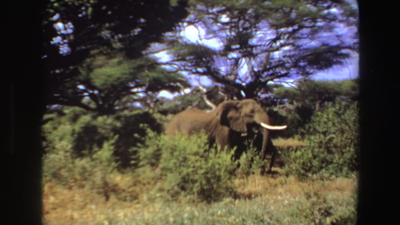 Adult elephant partly hidden by shrubs beneath spreading trees.