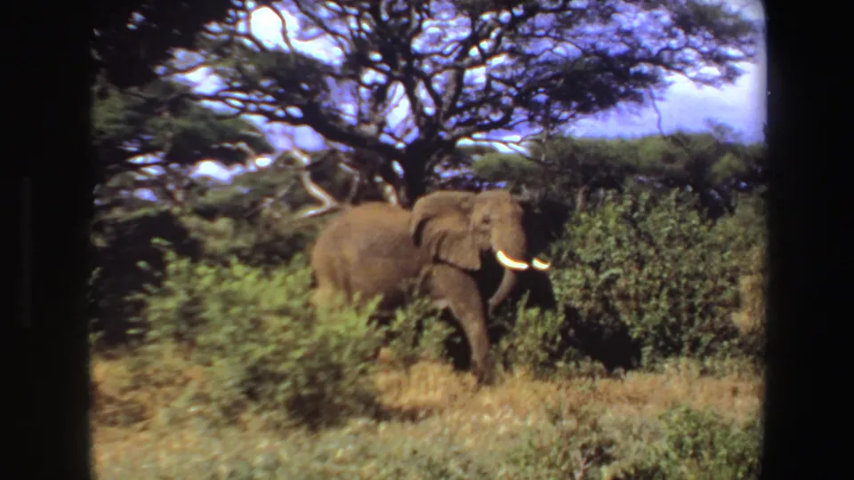 Adult African elephant with visible tusks passes behind shrubs in Angola bushland, filmed on 8mm in 1969.