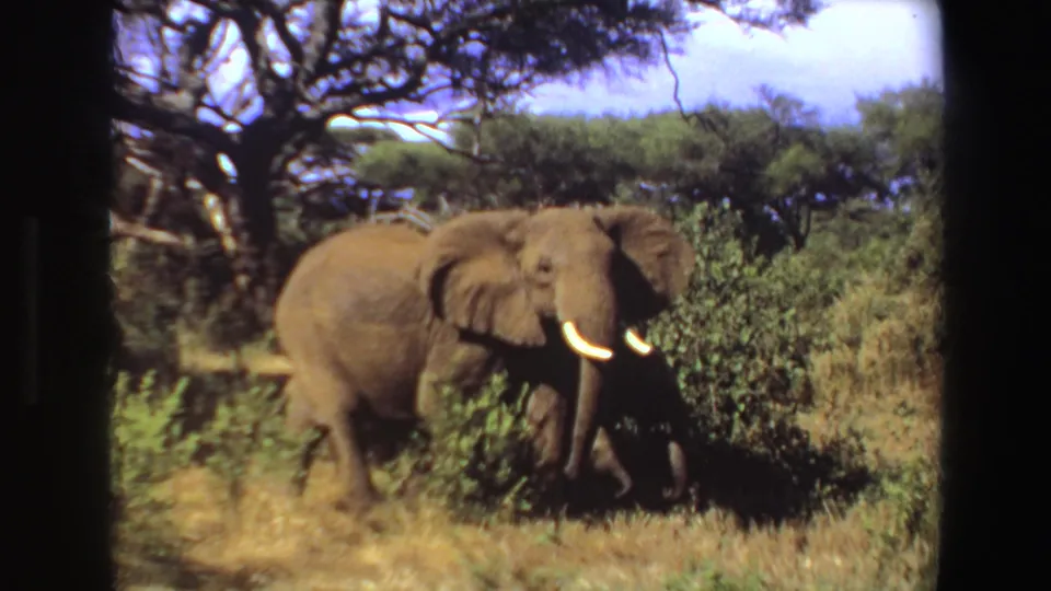 Closer 1969 Angola home-movie frame of a tusked elephant crossing through dry grass and green brush.