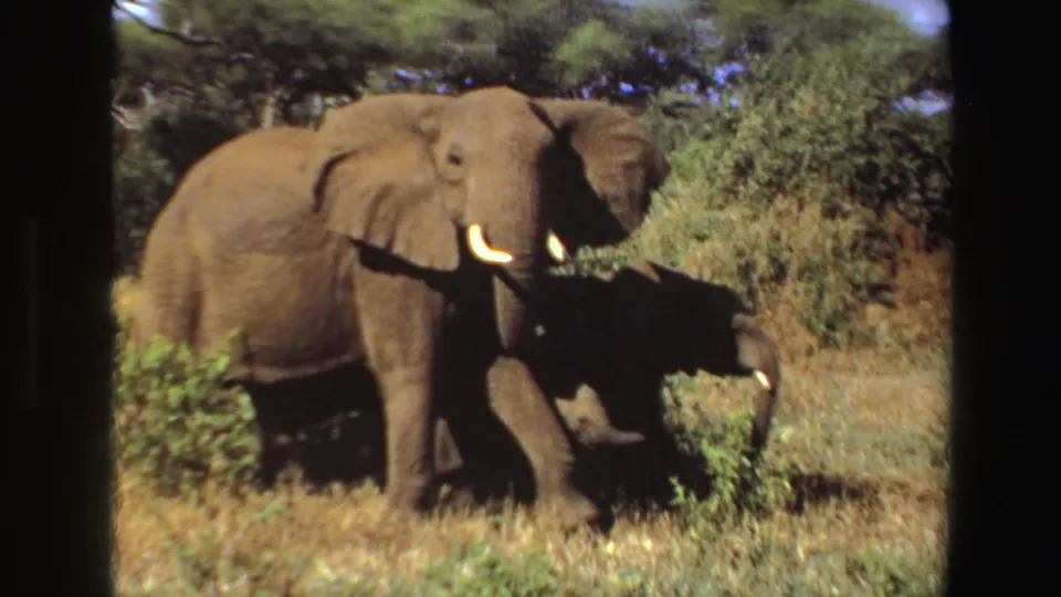 Adult elephant and smaller calf visible together in 1969 Angola bushland footage, partly framed by shrubs.