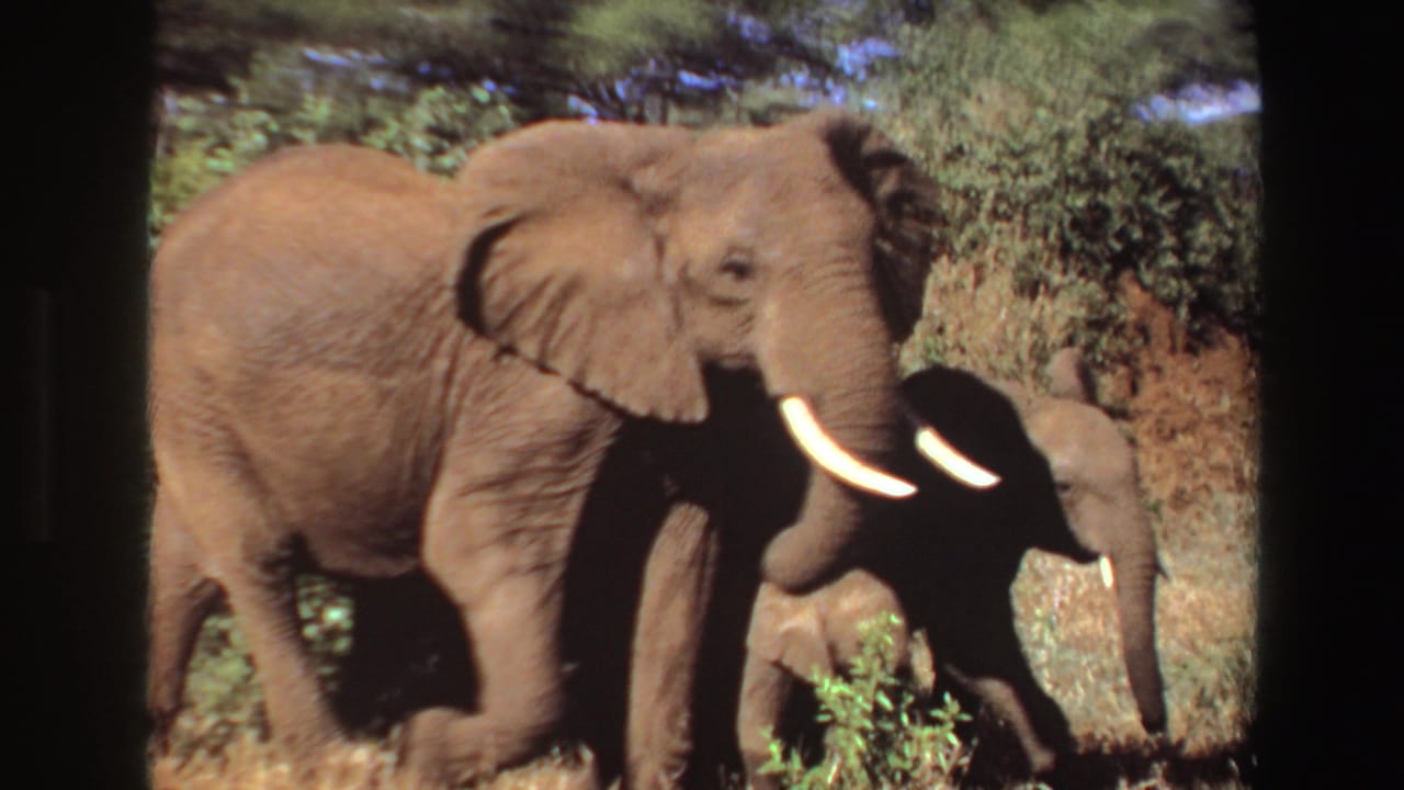 1969 Angola 8mm frame of adult African elephants with a calf moving through sunlit dry bush.