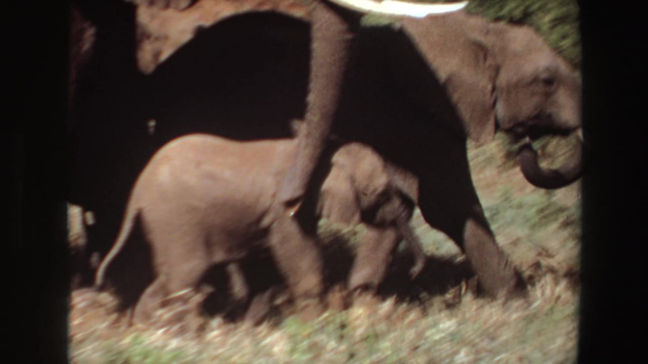Elephant calf walking beside adults across a grassy roadside area.
